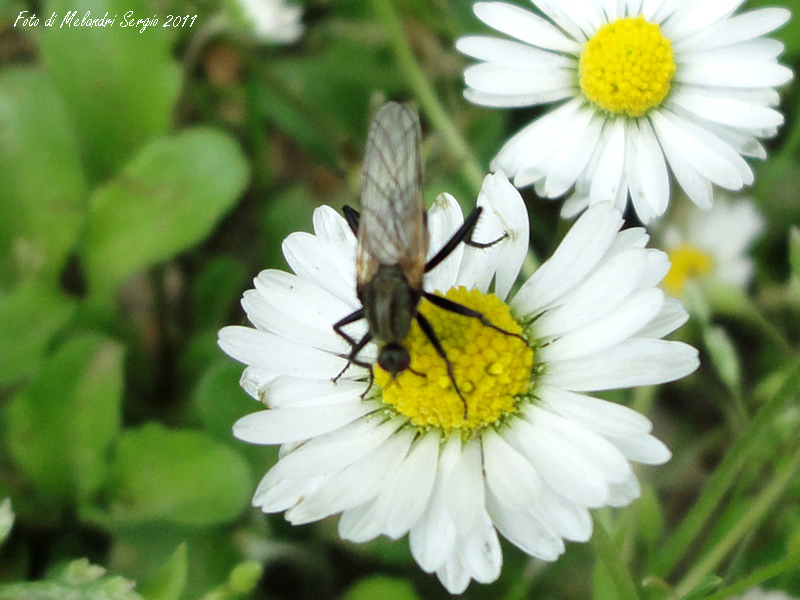 Empididae: Empis cfr.sericans